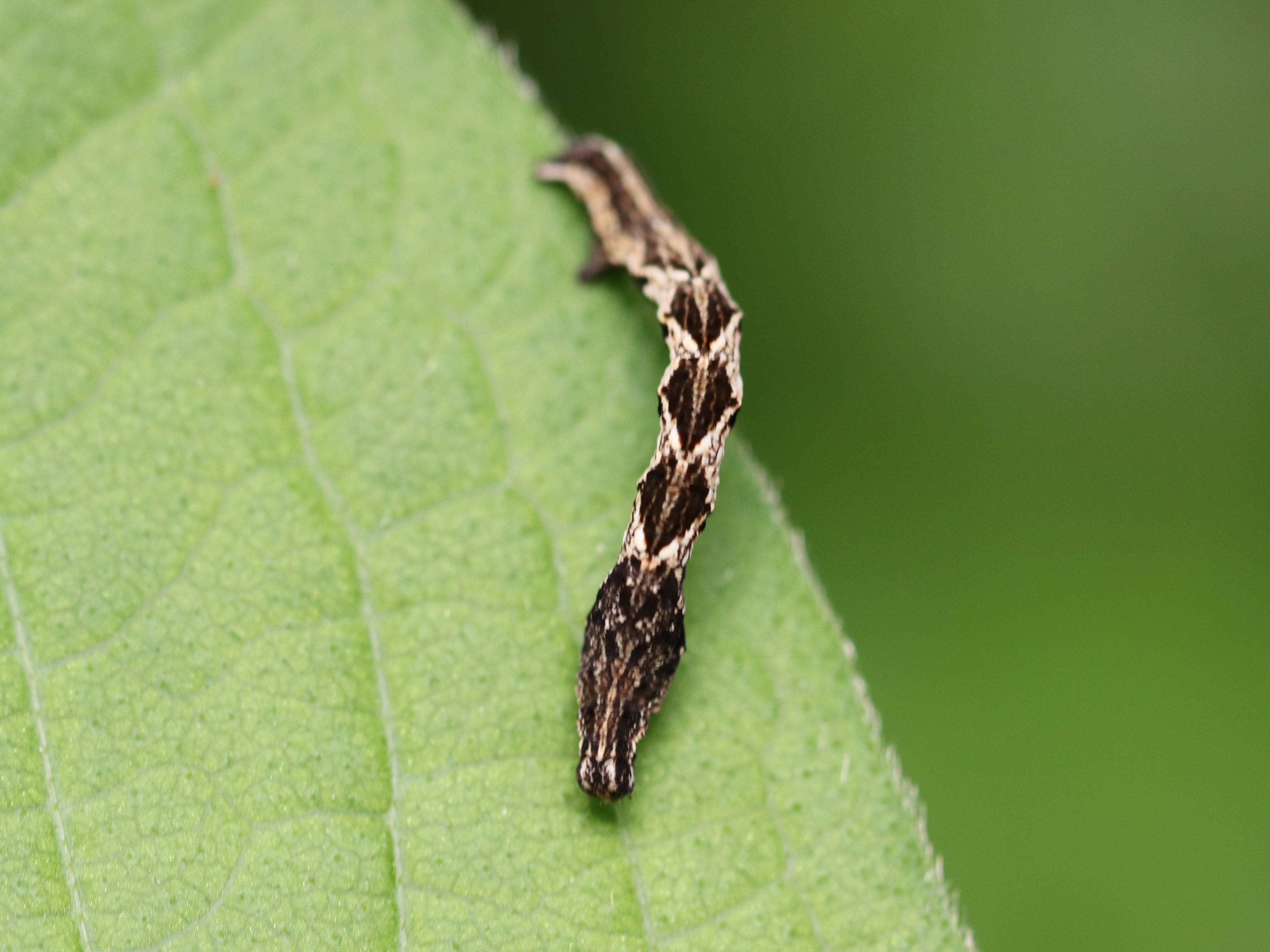 Timandra sp.
